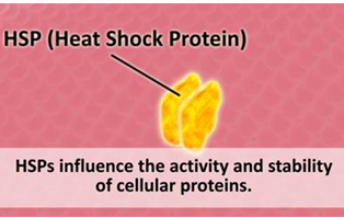 HSP-фактор-белки-теплового-шока-шапероны 