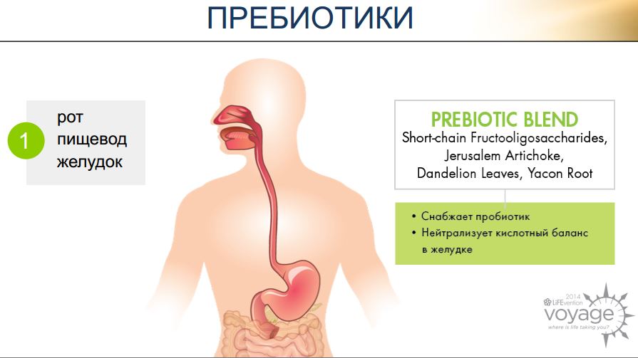 prebiotiki digestive