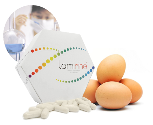 ламинин-laminine