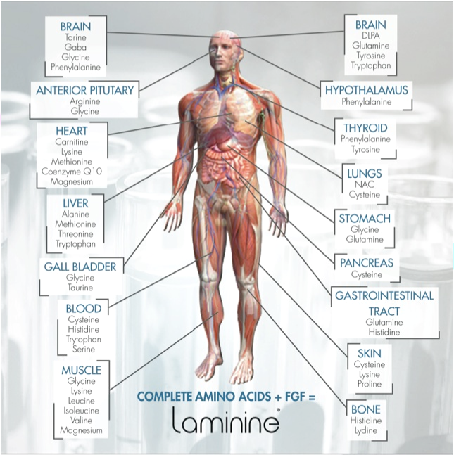 ламинин аминокислоты