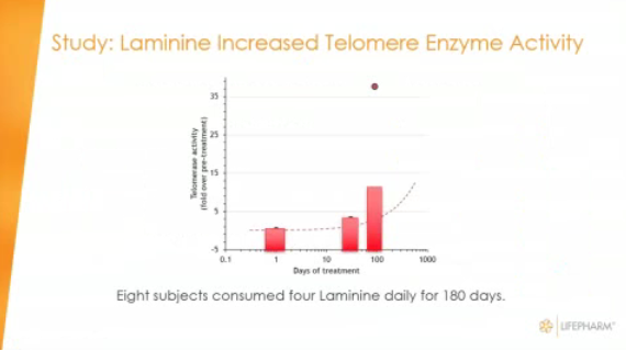 график-влияния-ламинина-на-длину-теломер