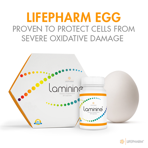 laminine-ламинин-куриное-яйцо