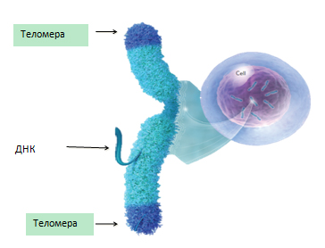 теломера-telomere
