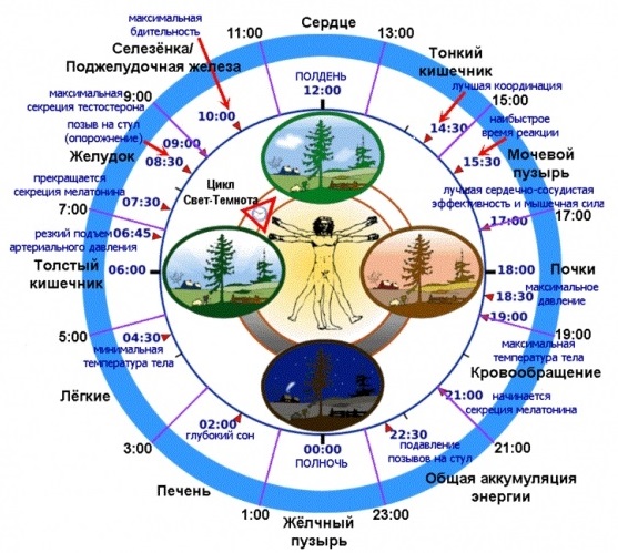 Биологические ритмы картинки